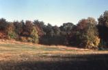 Meadow