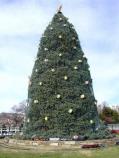 The National Christmas Tree is a Colorado blue spruce planted on the Ellipse in 1978. The tree was fifteen old and thirty feet tall when it arrived in our Nation's capital. Tonight, as it is lit for the 30th time since leaving the home of Mr. and Mrs. William E. Myers in York, Pennsylvania, the tree stands at lamost 42 feet tall.