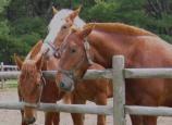 Three of the residents of Wildwoods.