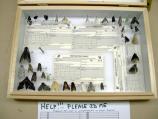 Specimens were pinned and mounted at the end of the BioBlitz. Not all specimens were easily identifiable, as shown by this collection needing further identification.