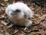 Peregrine chick poses after being banded by park wildlife biologist.