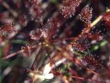 Sundew (Drosera sp.)