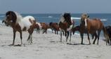 Horses on the beach at Assateague Island National Seashore, 527kb