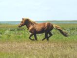 Running horse