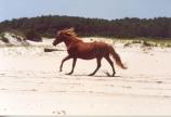 Horse running