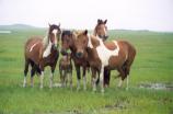 Band of horses