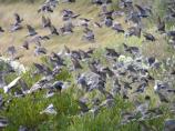 Tree swallows stop on Assateague to feed on bayberries during their southward migrations, 1MB.