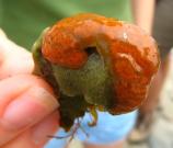 Sea squirt covered by red sheath tunicate is an invasive species within the Boston Harbor islands.