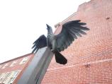 Photo of Raven statue outside the Edgar Allan Poe National Historic Site