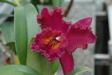 Orchid