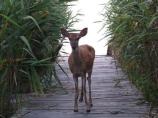 The Flora and Fauna of Fire Island