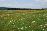 Field of Honor. (Image Credit: Paul Murdoch Architects.)