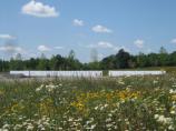 A wilflower meadow sweeps down tfrom the Ring Road to the edge of the Wall of Names at the Memorial Plaza.