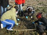 Looking for Asian shore crabs