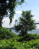 View of the Verrazano Narrows Bridge, as seen from Battery Catlin at Fort Wadsworth.