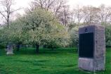 Blooming apple trees of the orchard on the Brian Farm at Gettysburg.