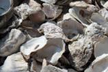 From the first people here, Lenape Indians, to present day New Yorkers, the oyster has been one of the reasons for New York City's economic success in the U.S. and throughout the world.