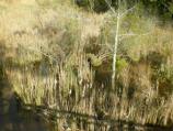 Looking over the footbridge at the Pitch and Tar swamp.