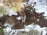 Deer beside the footbridge looking at the camera.