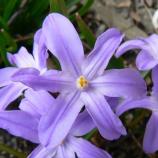 Scilla