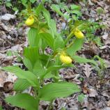 Yellow Lady's Slipper - Cypripedium calceolus