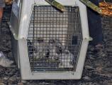 Falcon chicks being transported to the hacking site