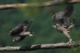 two young peregrine falcons