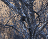 Adult bald eagle; March 1, 2011