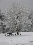 picnic tables under a tree, covered in snow