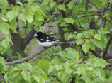 Rose-breasted Grosbeak