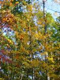 The Battlfield is bursting with color in the Fall.