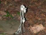 Indian Pipe