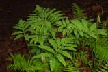 Sensitive Fern