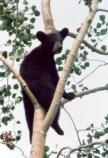 Black Bear in park.
