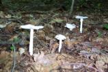 Agaricaceae