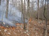 A creeping ground fire moving down slope during the Lewis Mountain Fire 2006.