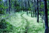 The Appalachian Trail is just one of many hiking opportunities in Shenandoah.