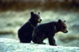 Two black bear cubs play together on a log.