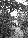 Visitors hike along a tree lined trail