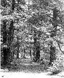 Visitors under large Hemlock trees