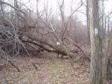 An ice storm in November, 2006 caused widespread damage in Shenandoah.
