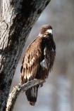 Immature eagle