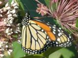 Female Monarch