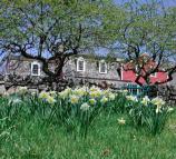 Burlingham House and Daffodils