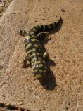 Tiger Salamander