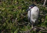 Black-crowned night heron shrub view