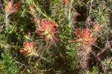 Bright with its reddish-orange flowers, Indian paintbrush usually blooms from February through May.