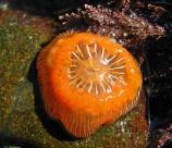 Brooding Anemone (Epiactis prolifera) - These brightly colored anemones are usually no larger than the size of a dime. Their bright orange bodies can often be found clinging to kelp or other algae, as well as rocks, in the intertidal zones. They are called Brooding Anemones for their curious parental behavior. Their young actually remain perched on the sides of their parent until they near adulthood, at which time they slide off their parent and become independent.