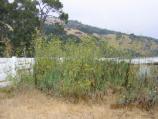 Fennel invades areas where the soil has been disturbed and it prevents native species from becoming reestablished in these areas. It dominates native plants for water, light, nutrients and possibly through chemical toxicity.