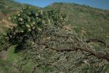 Scientific Name: Arctostaphylos confertiflora -- Common Name: Santa Rosa Island manzanita -- Plant Family: Ericaceae (Heather Family) -- Federal status: Endangered